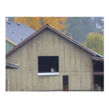 Barn Kitty Postcard