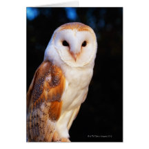 Barn Owl 2 Greeting Cards