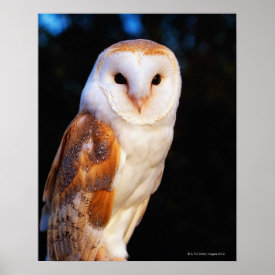 Barn Owl 2 Poster