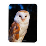 Barn Owl 2 Rectangle Magnets