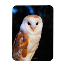 Barn Owl 2 Rectangle Magnets