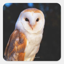Barn Owl 2 Square Sticker