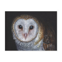 Barn Owl Bird Original Painting Art Post Card