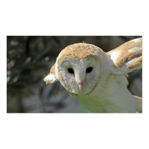 Barn Owl Business Card (back side)
