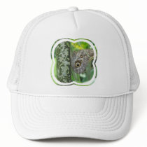 Barn Owl Butterfly Baseball Hat