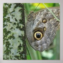 Barn Owl Butterfly Poster