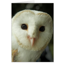 Barn Owl Card
