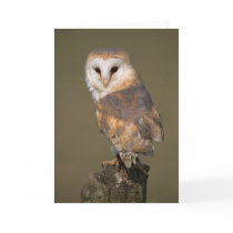 Barn Owl Card by cARTerART by cARTerART Barn Owl Card by cARTerART