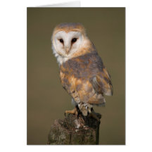 Barn Owl Card by cARTerART