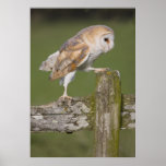 Barn Owl going for a stroll Poster