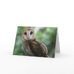 Barn Owl Greeting Card