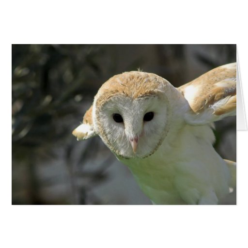 Barn Owl Greeting Card
