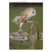 Barn Owl Greeting Cards