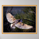 Barn Owl in midflight posters