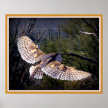 Barn Owl in midflight Posters