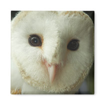 Barn Owl Magnet