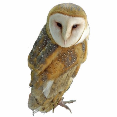 Barn Owl - Ornament Cut Out by GardenDelightsArts
