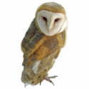 Barn Owl - Ornament photo sculptures by GardenDelightsArts Barn Owl - Ornament photo sculptures