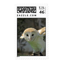 Barn Owl Postage Stamp