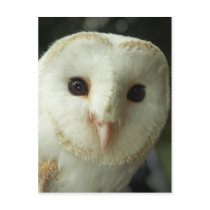 Barn Owl Postcard