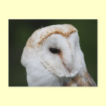 Barn Owl Postcard