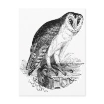 Barn Owl Post Card
