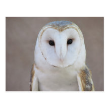 Barn Owl Postcard