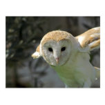 Barn Owl Postcard
