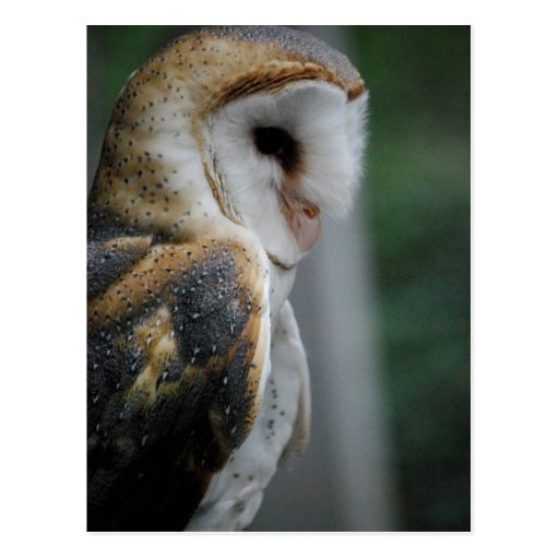 Barn Owl Postcard