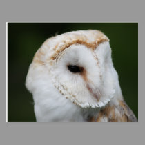 Barn Owl Postcard postcards