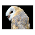 Barn Owl Postcards