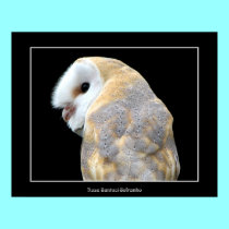 Barn Owl posters by Artists4God Barn Owl posters