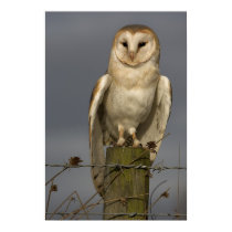 Barn Owl posters by cARTerART Barn Owl posters
