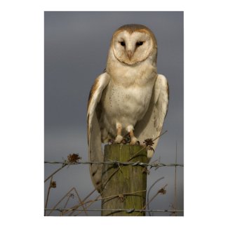 Barn Owl print