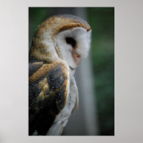 Barn Owl Poster