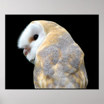 Barn Owl Print
