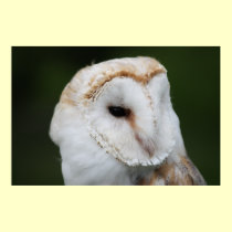 Barn Owl Poster posters