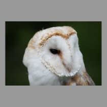 Barn Owl Poster posters