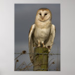 Barn Owl Posters