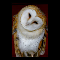 Barn Owl Poster posters