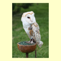 Barn Owl Poster posters