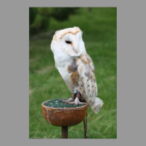 Barn Owl Poster posters