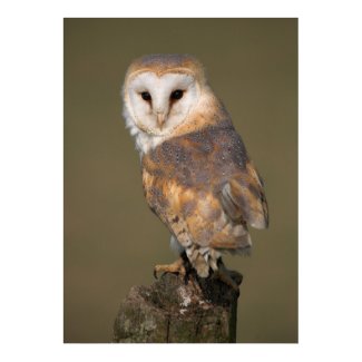 Barn Owl Poster by cARTerART print