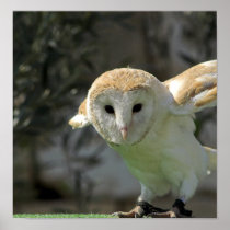 Barn Owl Poster Print
