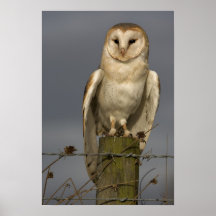 Barn Owl Posters