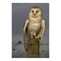 Barn Owl posters