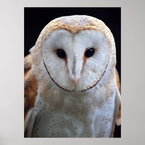 Barn Owl Print | Zazzle