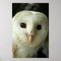 Barn Owl Print