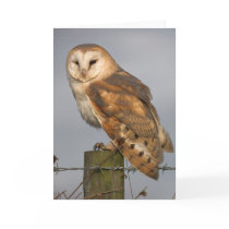 Barn Owl Slightly Ruffled Greeting Card
