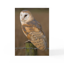 Barn Owl (Tyto alba). Card by cARTerART Barn Owl (Tyto alba). Card